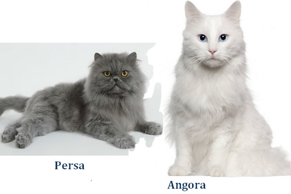 razas de gatos 