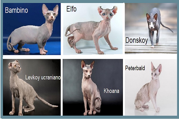 En este post te presentamos las razas de gatos según su pelo