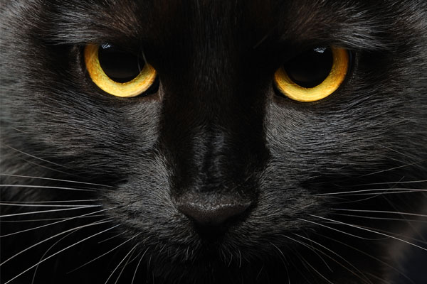 Razas de gatos negros