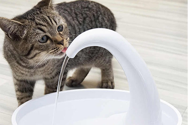 el agua para gatos