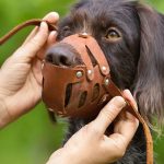 ¿Cuándo y por qué el perro debe usar el bozal?