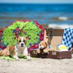 Recomendaciones para que tu perro se refresque en verano