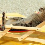 proteger a tu gato del calor