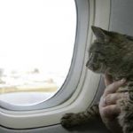 ¿Vas a viajar con tu gato? 6 consejos básicos para hacerlo