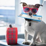 Viajar con tu perro: Tips para hacerlo