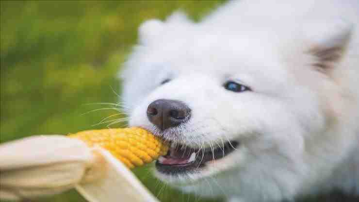 ¿Puede el perro comer maíz?