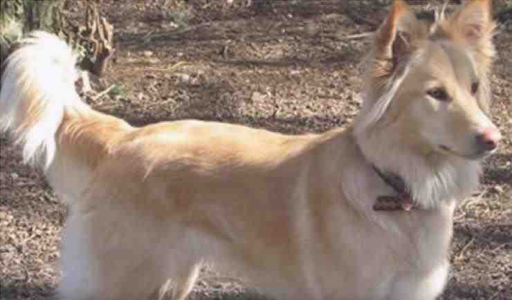perros extintos Cumberland Sheepdog