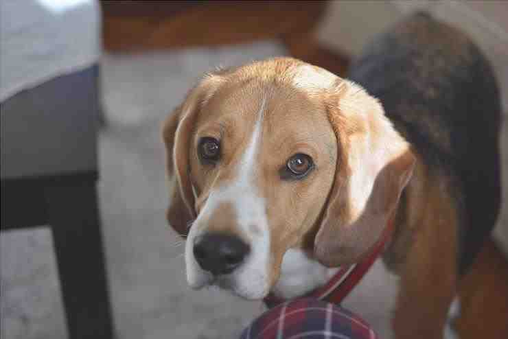 Ventajas e inconvenientes de tener un Beagle