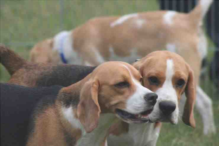 Ventajas e inconvenientes de tener un Beagle