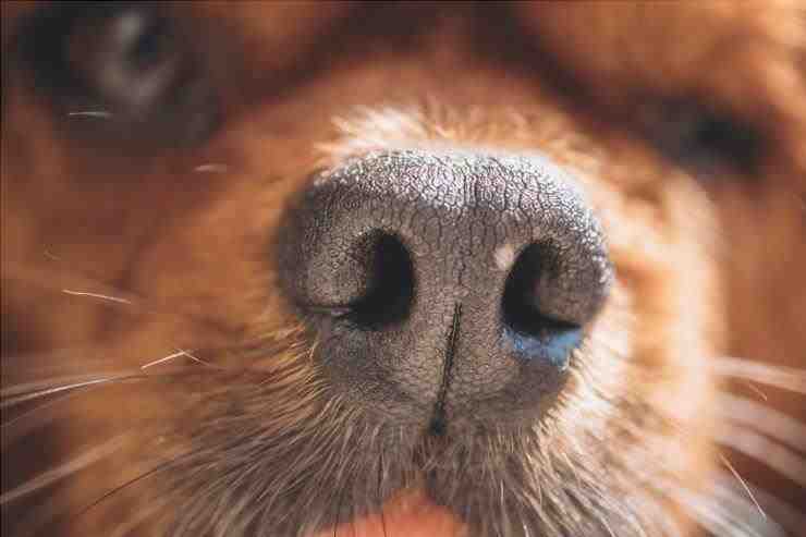 Los perros miden el tiempo con la nariz