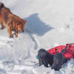 Perros de rescate de montaña: historia, razas y curiosidades