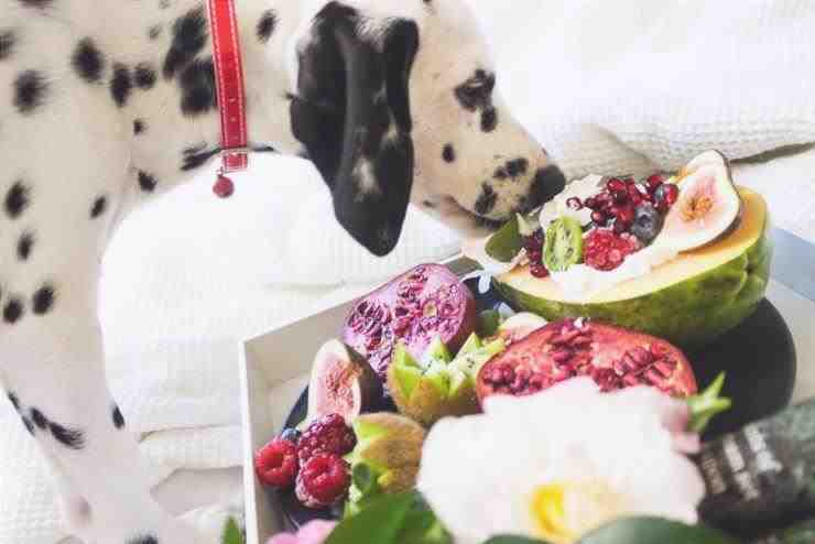 Recetas vegetarianas para perros