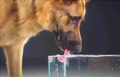 El perro bebe agua