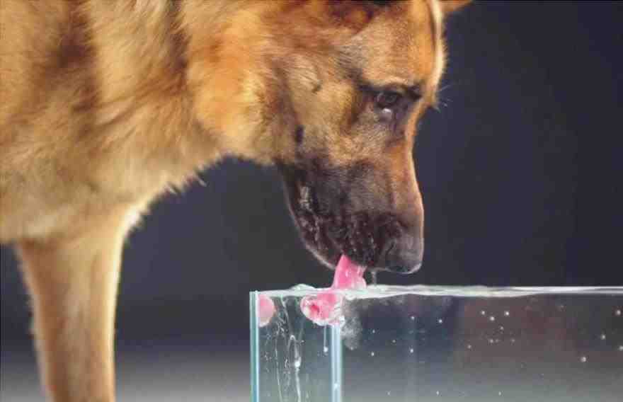 Perro de agua