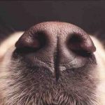 La nariz del perro está inflamada debido a la capilaridad o a la rinitis: cómo saberlo
