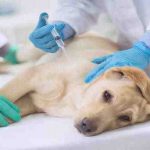Quimioterapia en perros: lo que hay que saber sobre este tratamiento