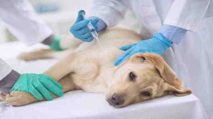 quimioterapia para perros