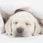 Cómo acostumbrar a tu cachorro a dormir solo: consejos y recomendaciones