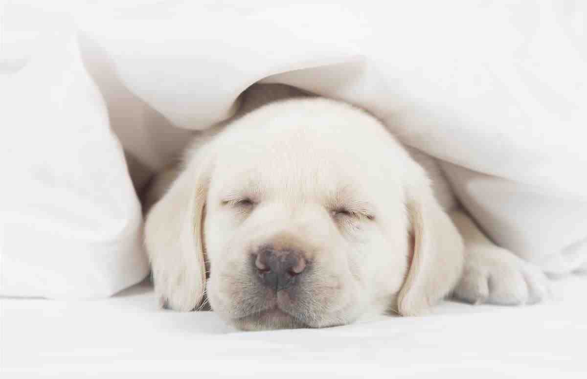 Cómo acostumbrar a tu cachorro a dormir solo (Foto Adobe Stock)