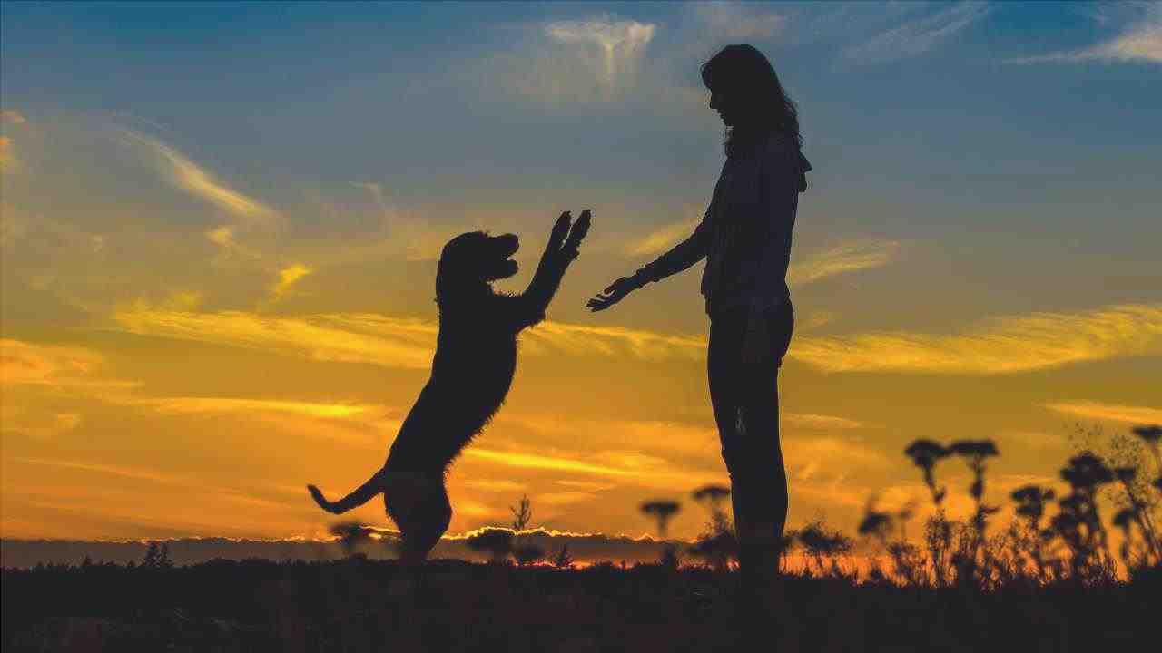¿Dónde se originó la amistad entre el perro y el ser humano?