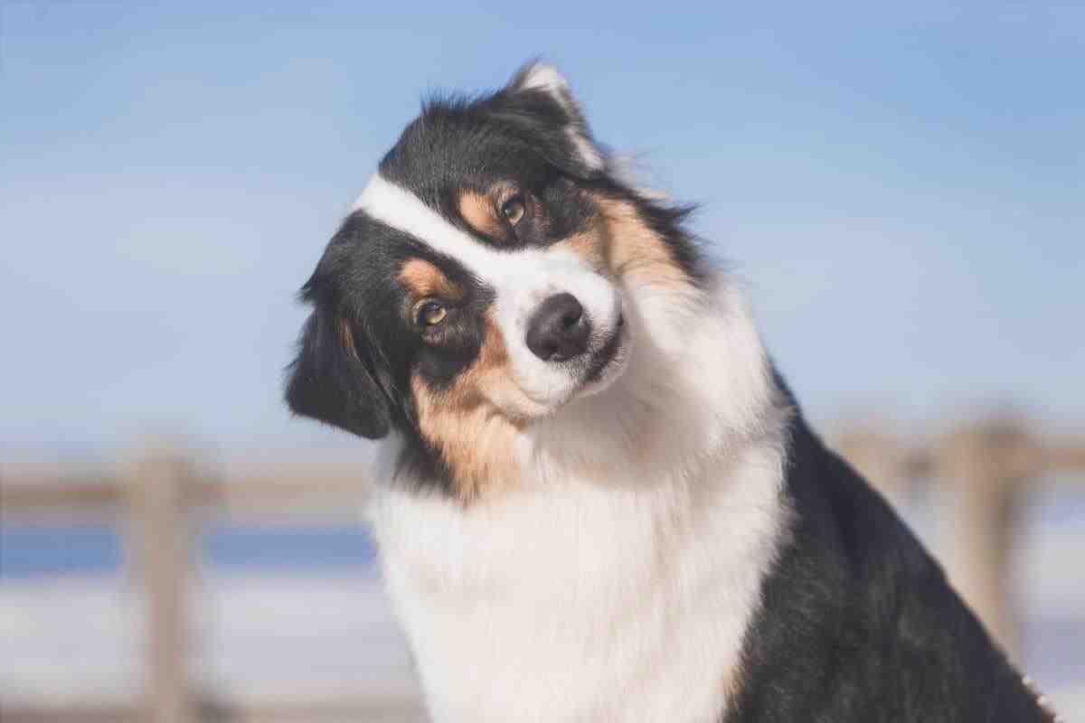Por qué el perro agacha la cabeza (Foto de Adobe Stock)