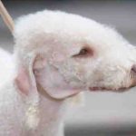 Cuidados del pelaje del Bedlington Terrier: desde el cepillado hasta el baño