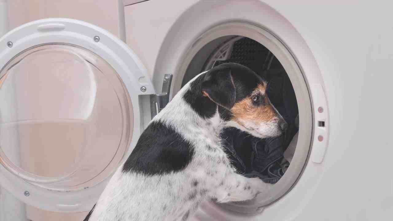 El perro tiene miedo de la lavadora