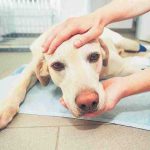 Hidrocefalia en perros: causas, síntomas, riesgos y tratamiento