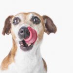 ¿Pueden los perros comer jengibre? Los efectos de esta especia en Bobi