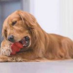 Juguetes para masticar para perros: cuándo dárselos a Bobi