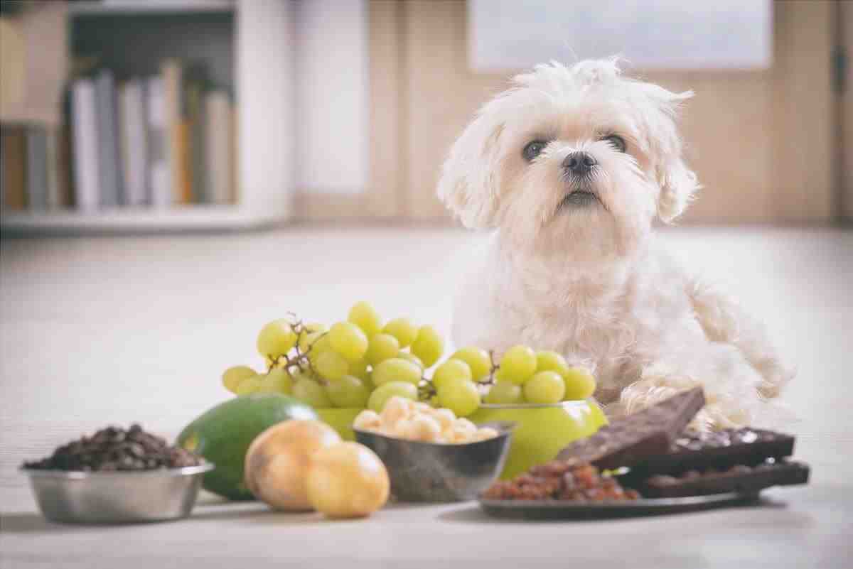 El perro comió uvas