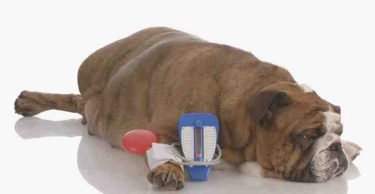 La presión arterial alta en los perros