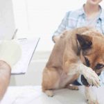 Cómo acostumbrar a tu perro a la visita al veterinario: consejos a seguir