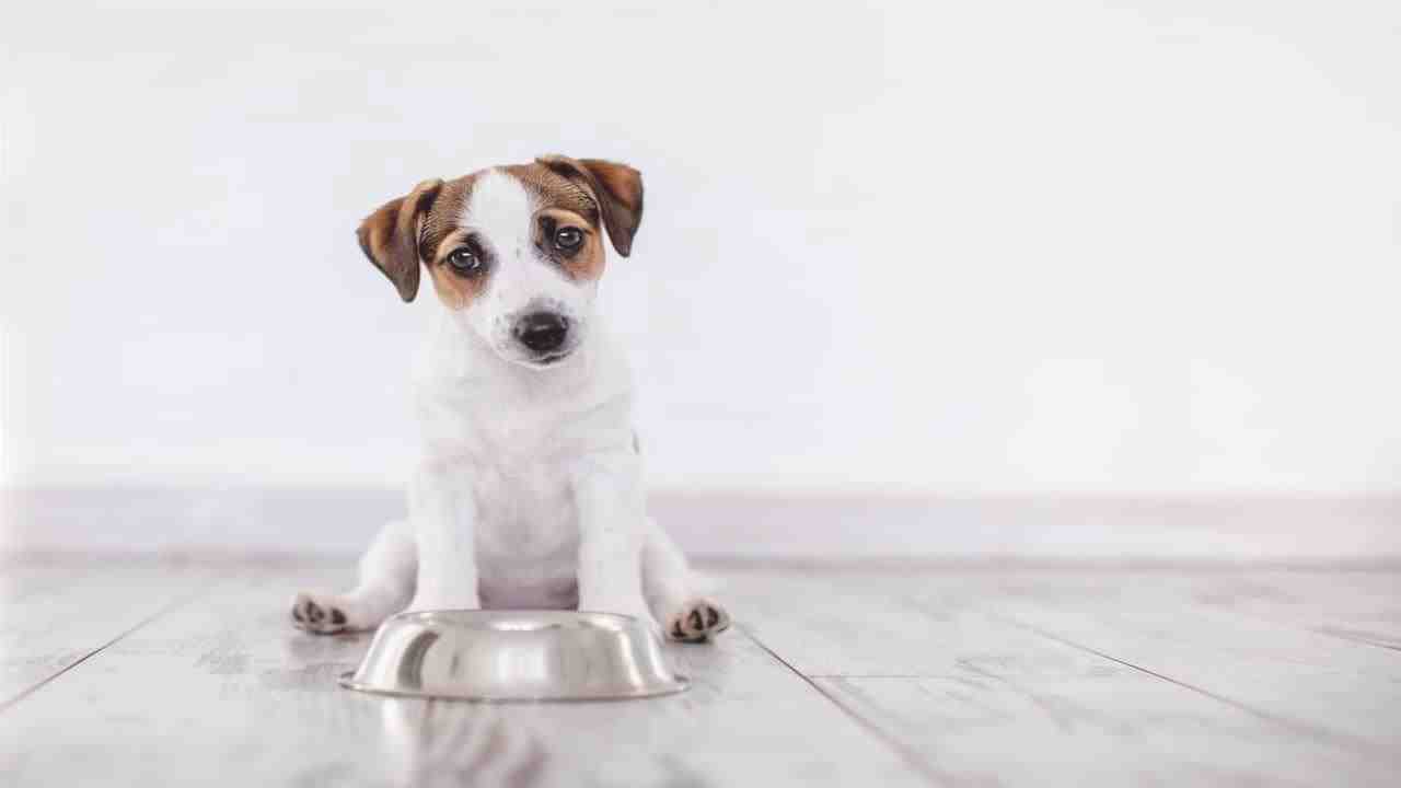 ¿Puede el perro comer acelgas? (Foto de archivo de Adobe)
