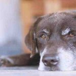 El nistagmo en los perros: qué es, cómo reconocerlo, cuáles son los tratamientos