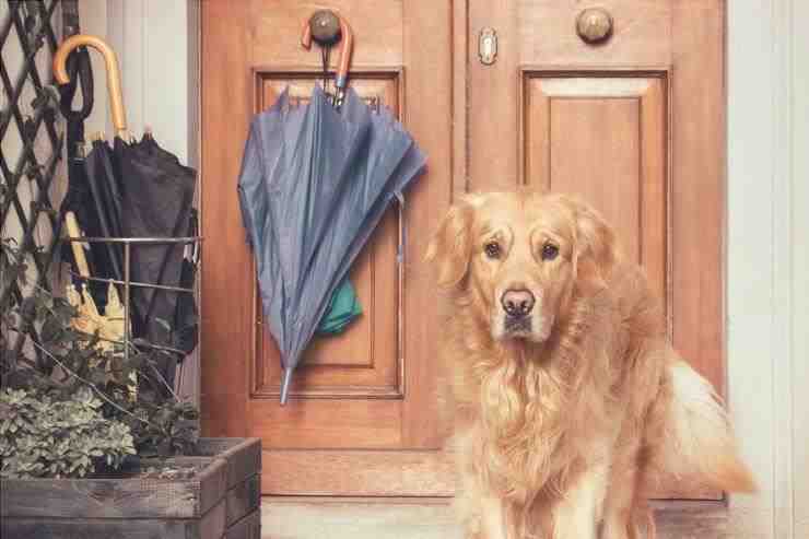 El perro abre las puertas