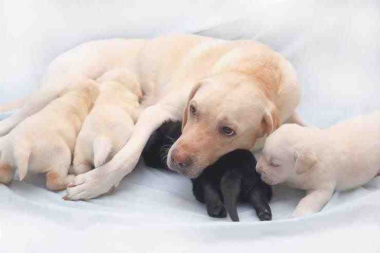 Cómo tratar a los perros recién nacidos