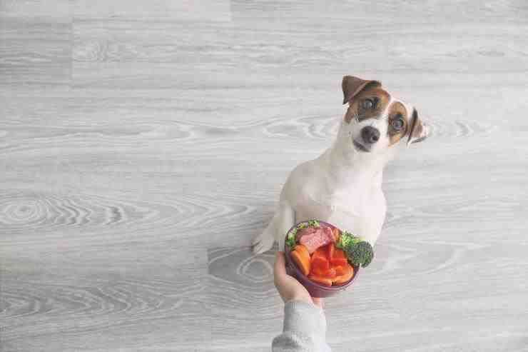 Recetas para perros: risotto de verduras
