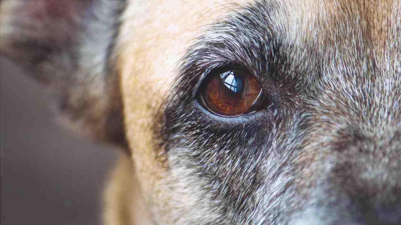 Distrofia corneal en perros
