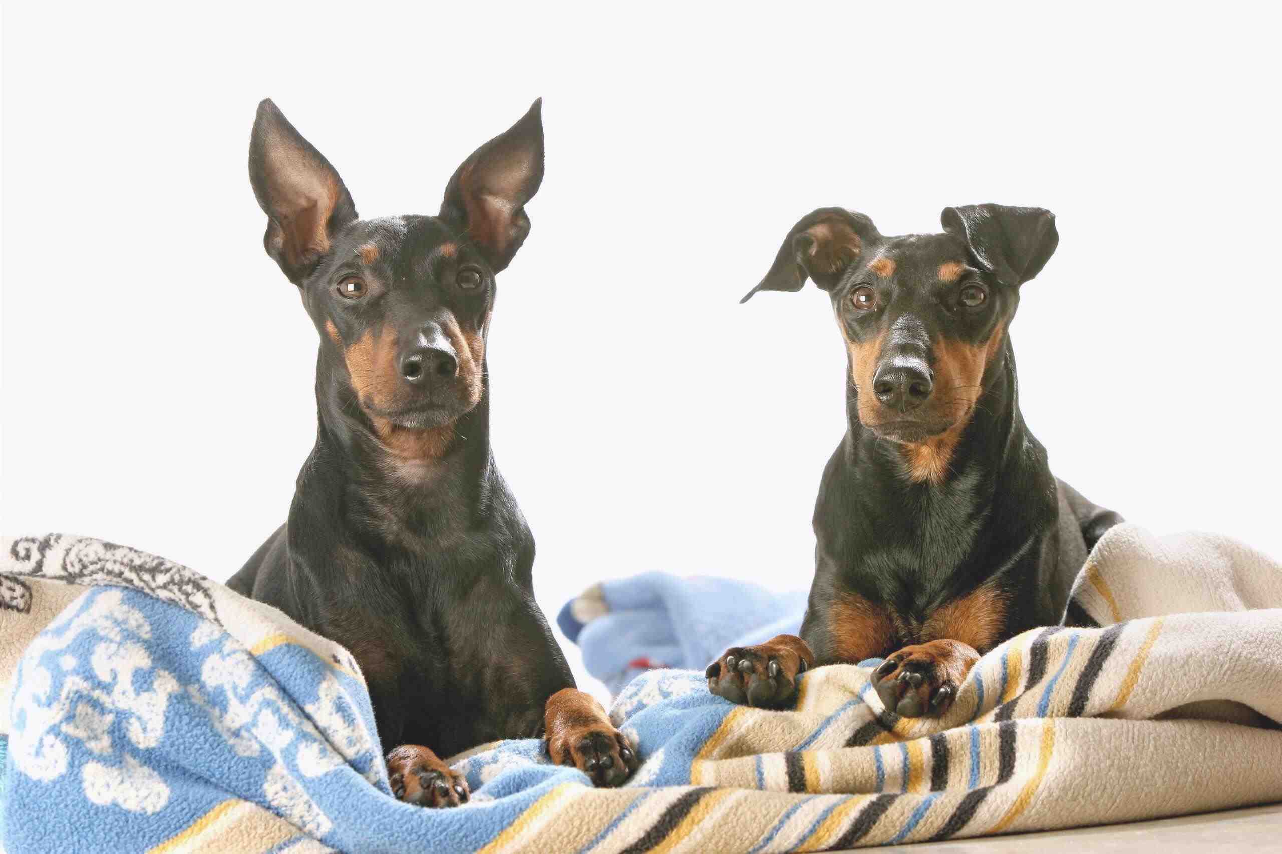Manchester terrier adulto