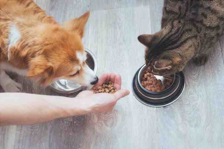 Comida para perros y gatos