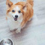 ¿Puede su perro comer vieiras? Pros y contras de este alimento