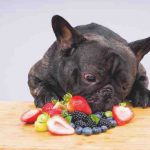 ¿Puede su perro comer moras? Riesgos y beneficios de esta fruta de verano