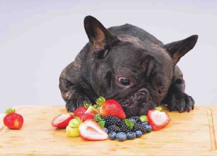 ¿Puede el perro comer moras? (Foto de archivo de Adobe)