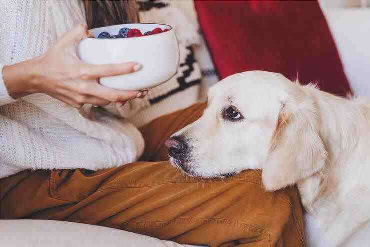 ¿Puede el perro comer frambuesa? (Foto de archivo de Adobe)