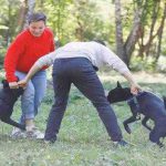 Un perro muerde a otro: ¿qué dueño es responsable?