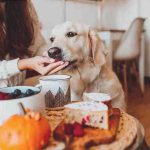 ¿Puede su perro comer arándanos? Riesgos y beneficios de este alimento