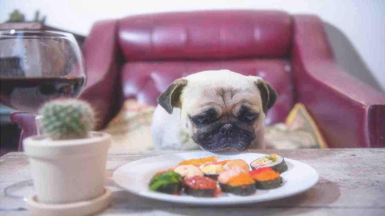 ¿Puede el perro comer salmón?