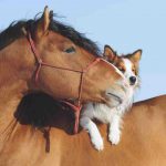 ¿Pueden convivir perros y caballos? Los riesgos de la convivencia