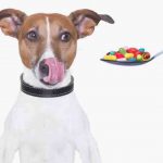 Cómo dar la píldora a su perro: estos son algunos consejos útiles